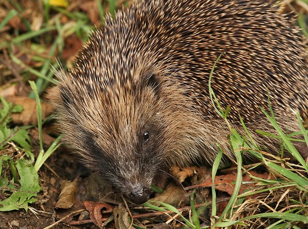 hedgehogs