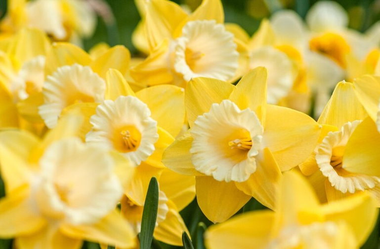 daffodils