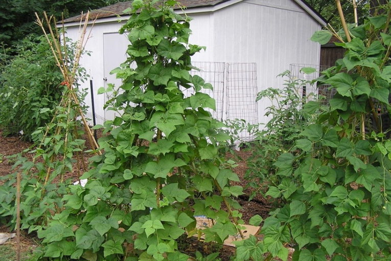 garden