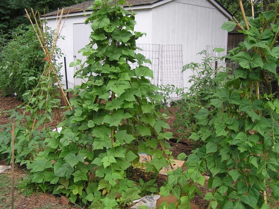 Pole beans and tomatoes