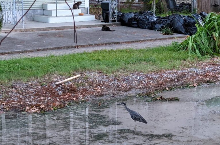 Hurricane Ida heron