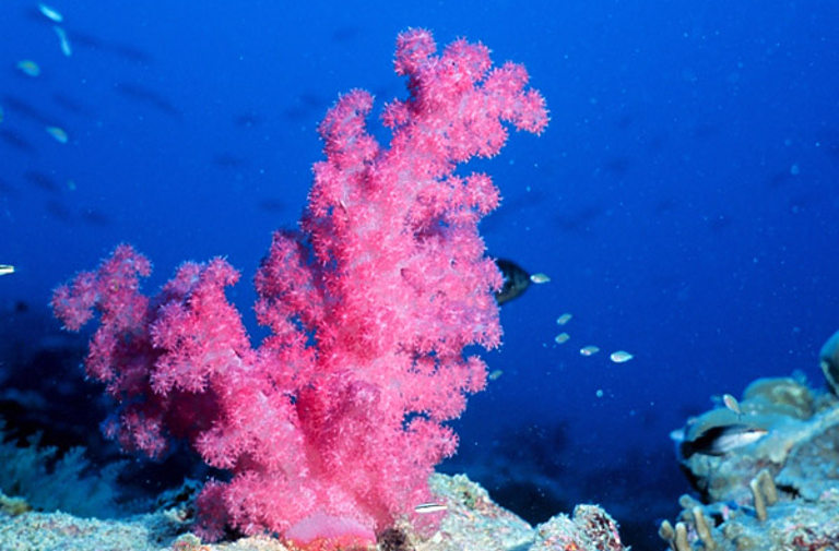 coral reef