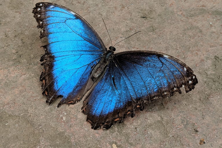 butterfly
