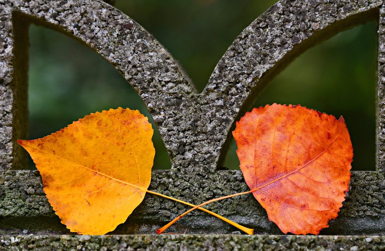 crossed leaves