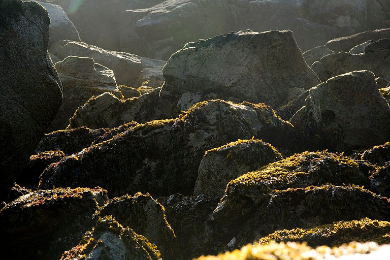 Alaskan beach kelp