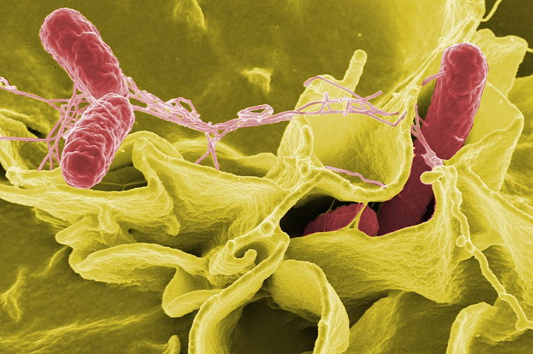 bacteria