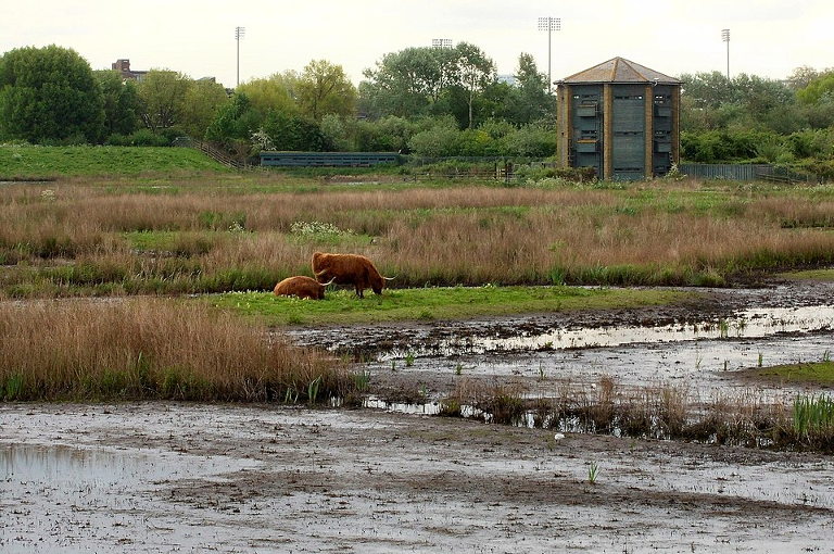 mob grazing