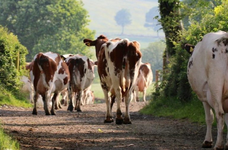 cows