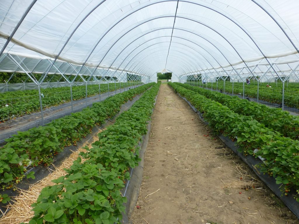 greenhouse