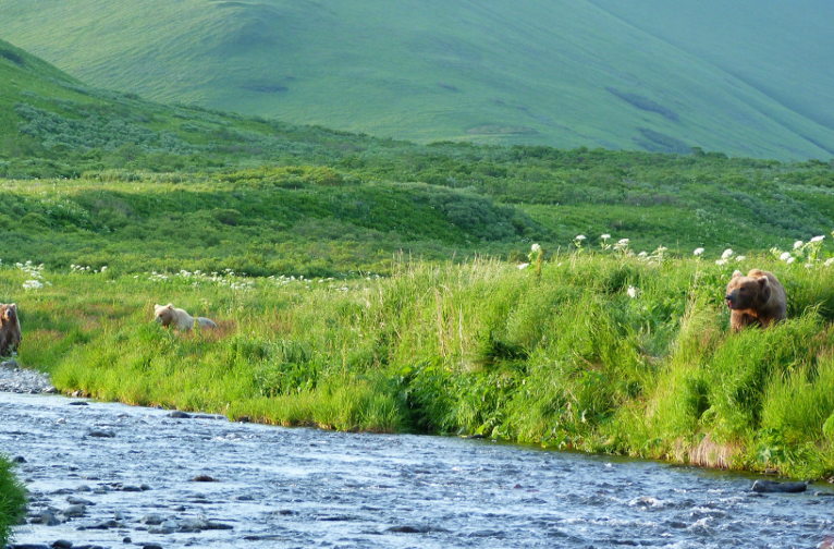 Kodiak bears