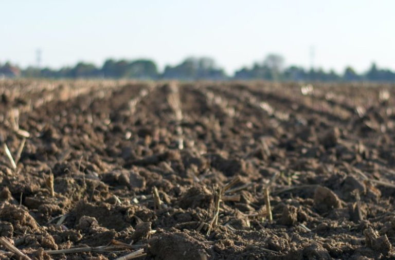 soil