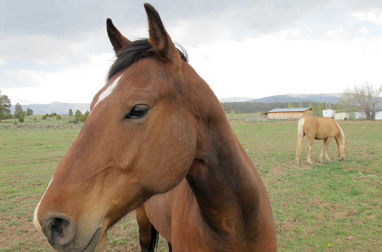 horses