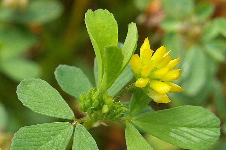 Trefoil