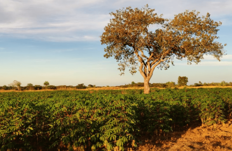 Farm for the Future