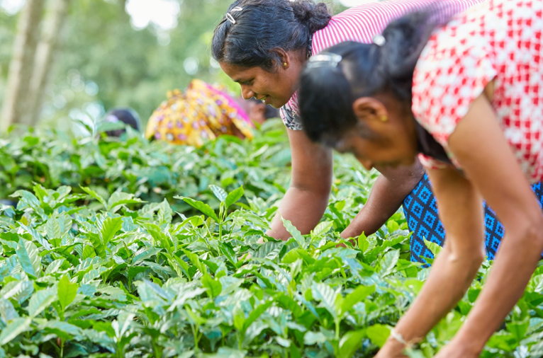 coffee growing