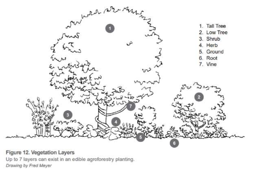 foodforest