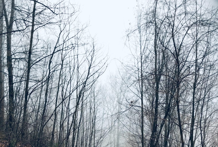 winter trees