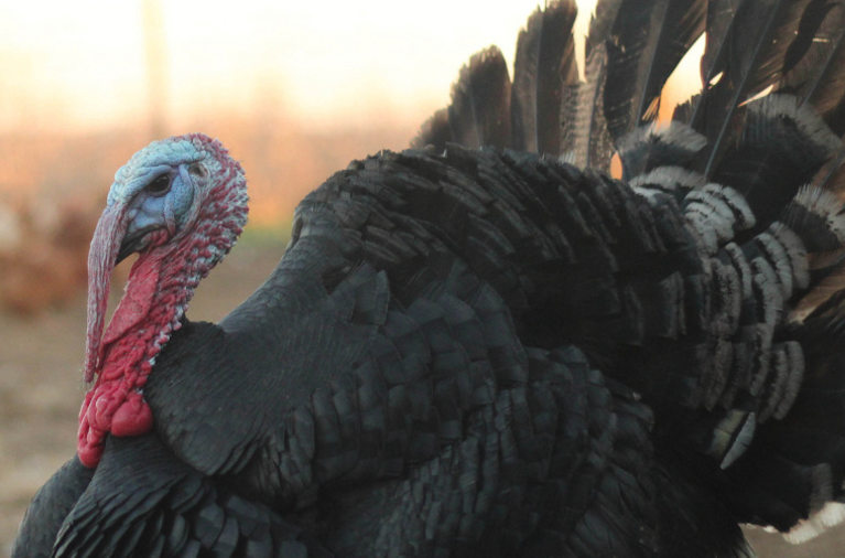 turkey