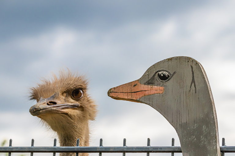 ostrich