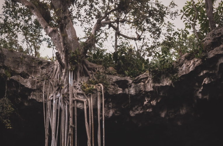 tree roots