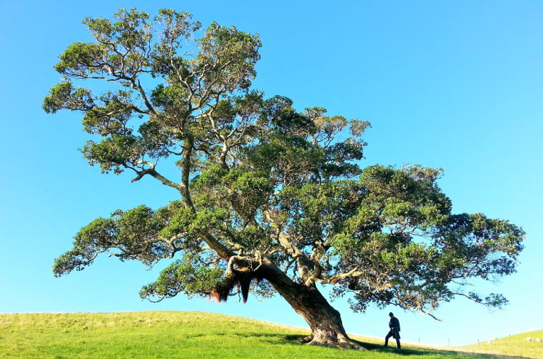 tree