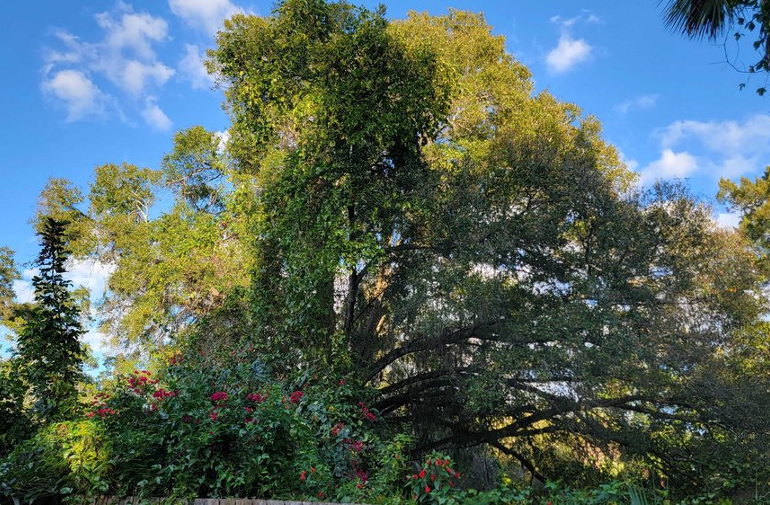 live oak