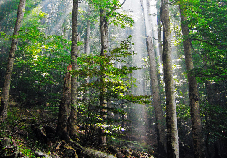 old growth forest