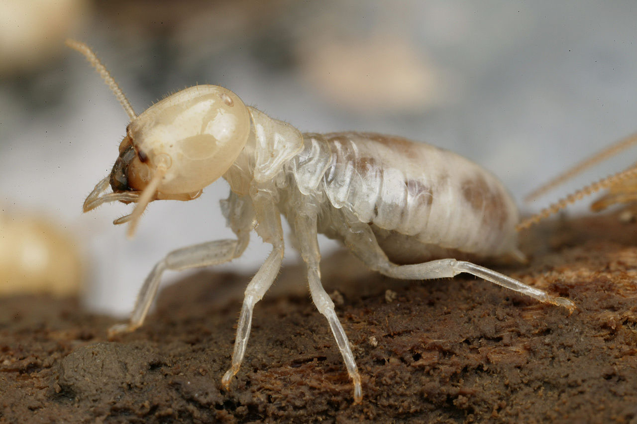 termites