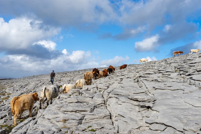 cattle on the burren