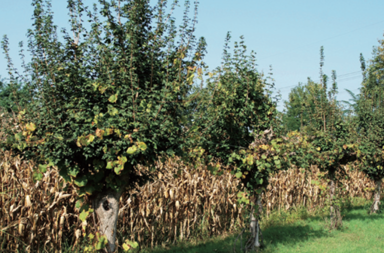 mixed farming