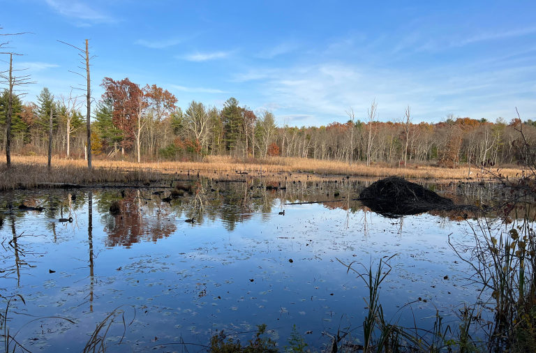 beaver lake
