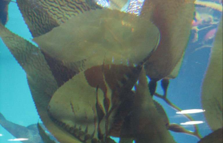 Giant kelp