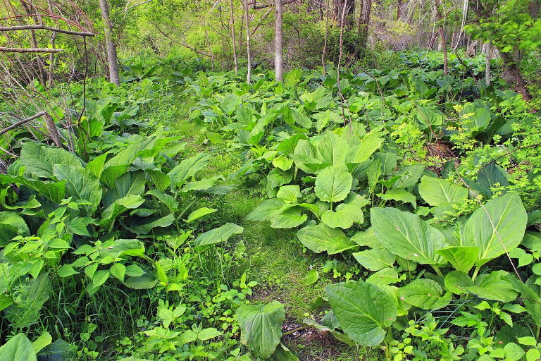 food forest