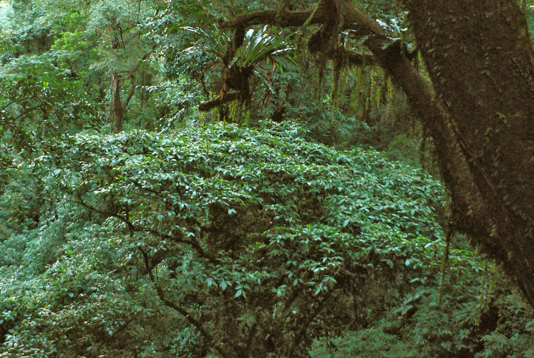 Indian rainforest