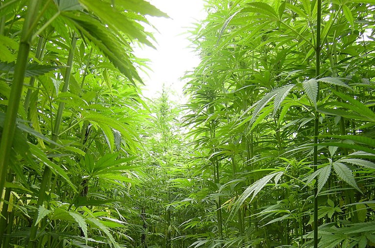 hemp growing in Brittany