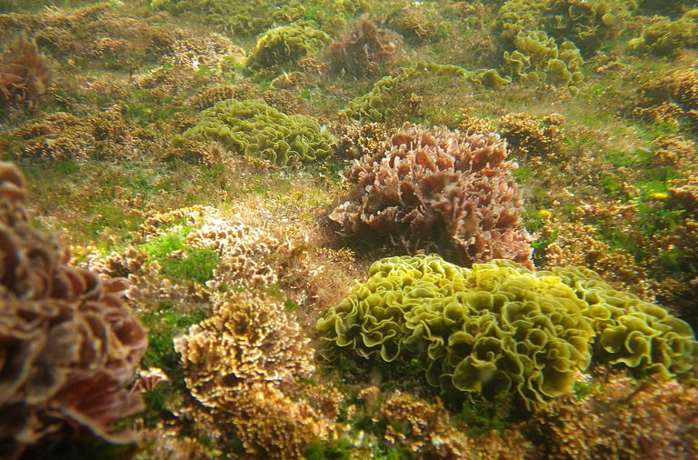 seaweed