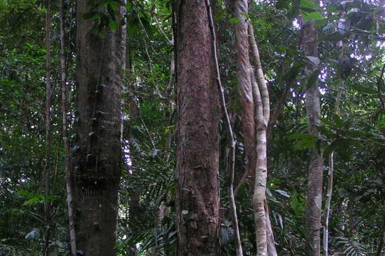 Daintree Rainforest