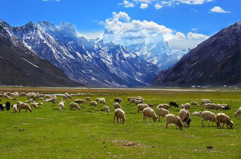 Rangdum village grazing fields
