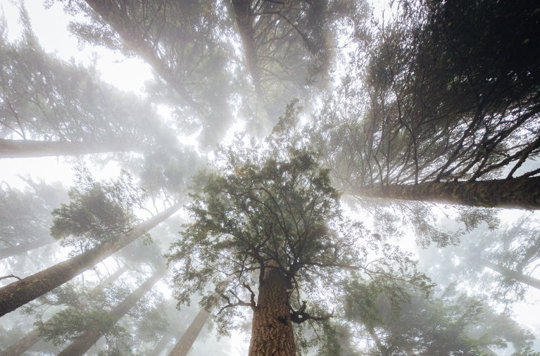 redwoods