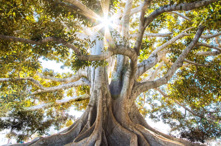 tree