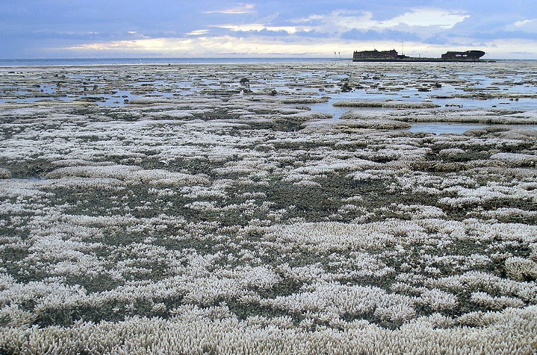 bleached coral