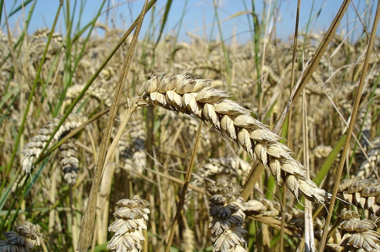 wheat