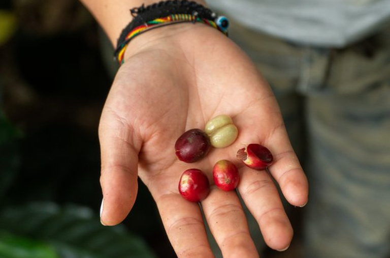 seeds