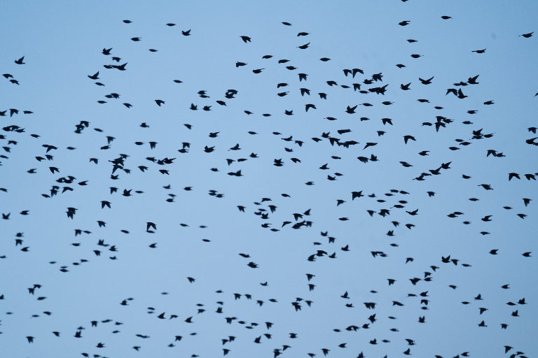 murmurations