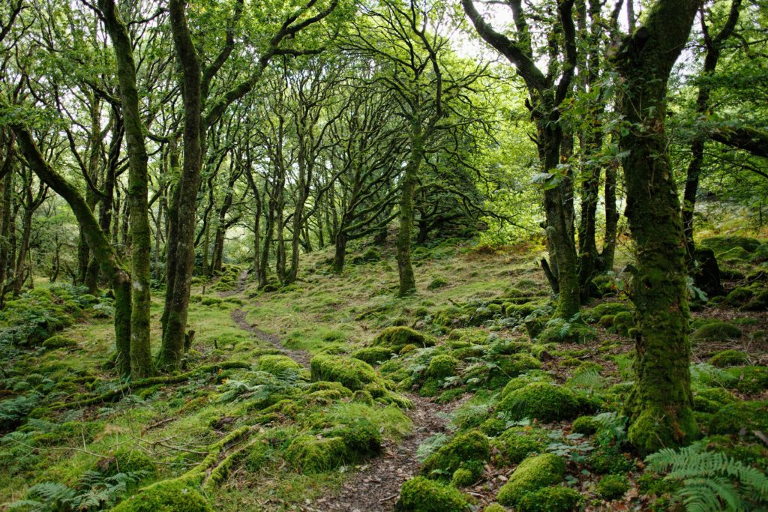forest