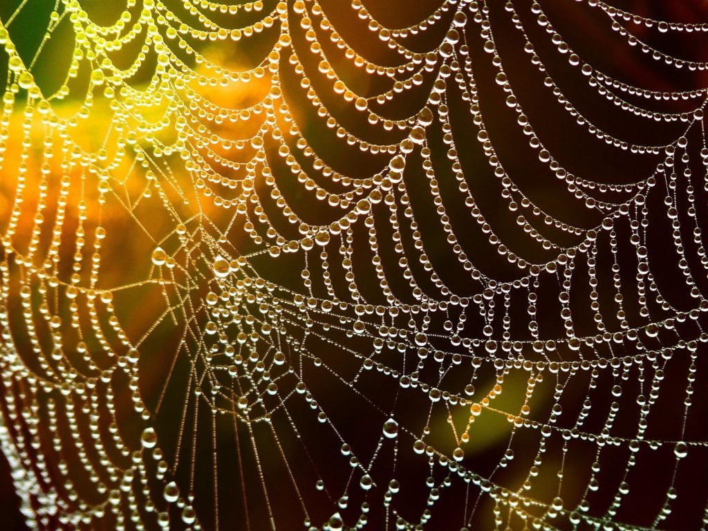 web of life