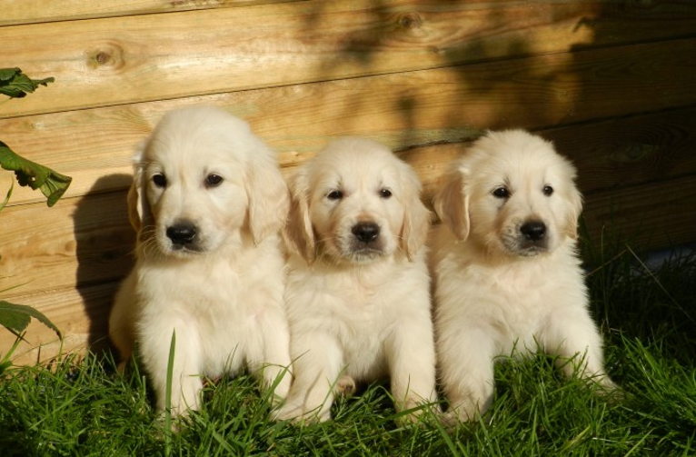 puppies