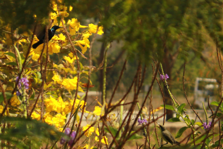 biodiversity