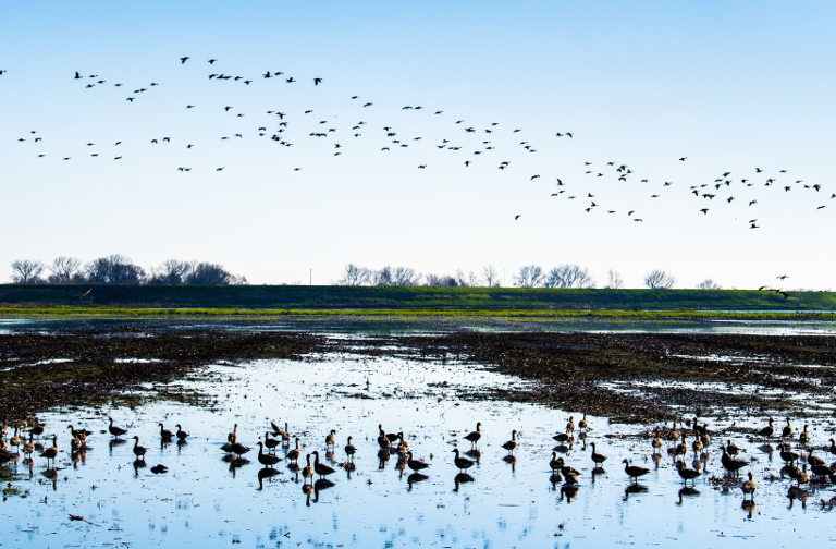 flooded field