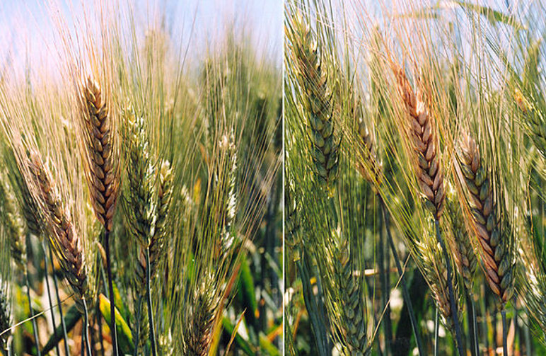 wheat